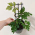 Cissus rhombifolia 'Ellen Danica' (Grape Ivy) - 14cm pot